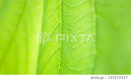 Natural plant green leaf texture surface background Natural plant green leaf texture surface background 133572327