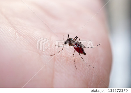Aedes aegypti mosquitoes on human hand Aedes aegypti mosquitoes on human hand 133572379