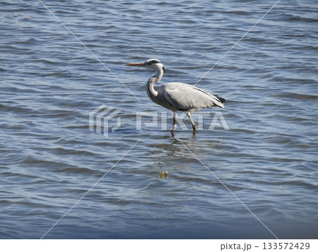 谷津干潟公園の池の大型サギはアオサギ 谷津干潟公園の池の大型サギはアオサギ 133572429