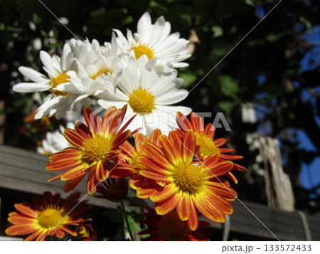 家庭花壇の赤色と白色の菊の花 家庭花壇の赤色と白色の菊の花 133572433