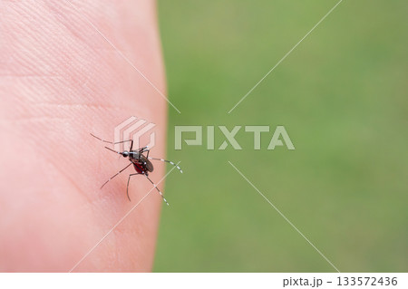 Aedes aegypti mosquitoes on human hand 133572436