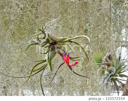 空中の水分で育つ植物エアプランツ 133572554