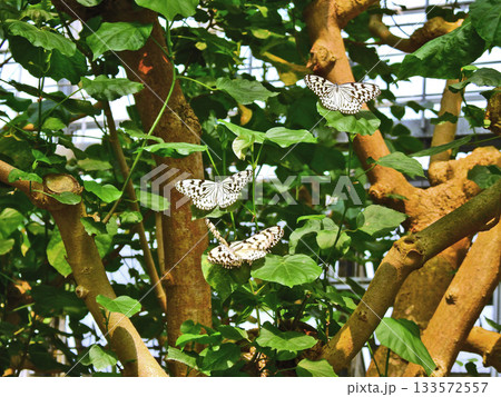 白黒まだら模様の大型の蝶オオゴマダラ 133572557