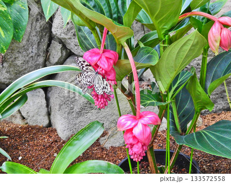 メディニラ・マグニフィカにとまる大型の蝶オオゴマダラ 133572558