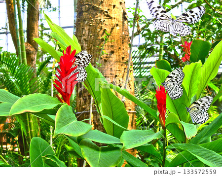 レッドジンジャーにとまる白黒まだら模様の大型の蝶オオゴマダラ 133572559