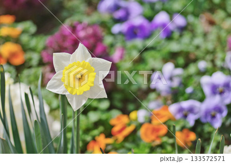 花壇で美しく咲いた白い水仙の花 花壇で美しく咲いた白い水仙の花 133572571
