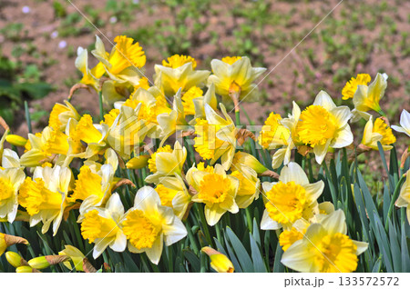 群生する白に黄色のラッパスイセンの花 133572572