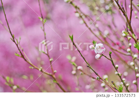 白とピンクの絞りの美しい花木源平桃 133572573