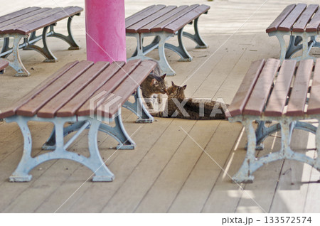 公園のベンチの下で寄り添う仲良し猫 133572574