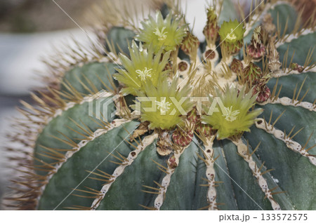 休憩で棘がたくさんある黄色い花が咲いたサボテン王冠竜 休憩で棘がたくさんある黄色い花が咲いたサボテン王冠竜 133572575