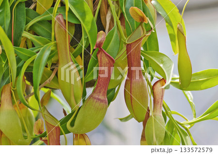 捕虫袋がぶら下がる熱帯性食虫植物のウツボカズラ 133572579
