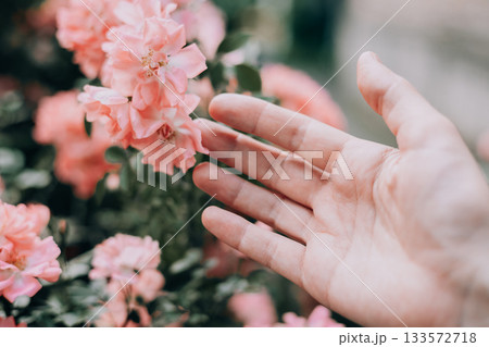 Close-up of a hand tenderly interacting with vibrant pink blossoms in a garden. A hand gently touching pink flowers in a garden, a soft, natural scene with delicate details. Close-up of a hand tenderly interacting with vibrant pink blossoms in a garden. A hand gently touching pink flowers in a garden, a soft, natural scene with delicate details. 133572718