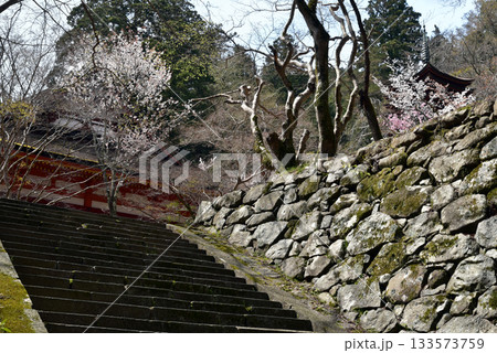 石段の先に見える桜の木と十三重塔 石段の先に見える桜の木と十三重塔 133573759