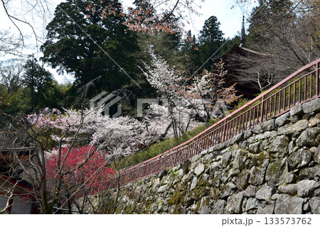 春の山に咲くピンク色の桜 133573762