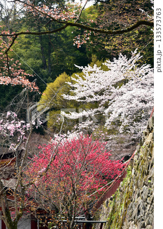 石垣に咲く桜 133573763