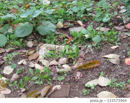 家庭菜園法蓮草 133573904