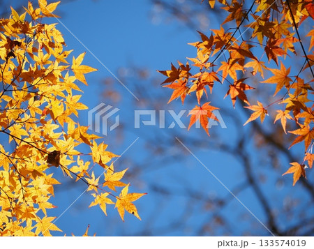 青空に映える紅葉 青空に映える紅葉 133574019