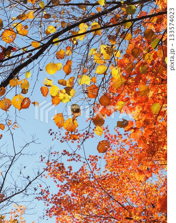 紅葉 紅葉 133574023