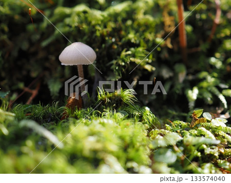 小さなキノコ 133574040