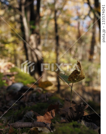 落ち葉の中に佇む 133574041