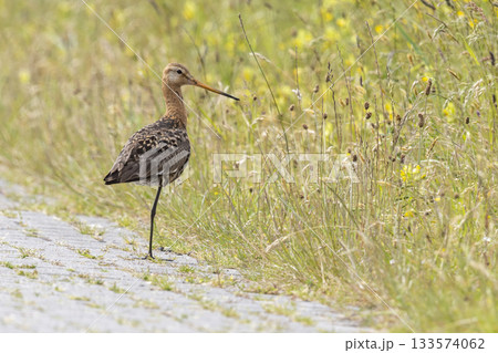 Black-tailed godwit stands by grass in Eempolder, Eemnes during a sunny day in the Netherlands 133574062
