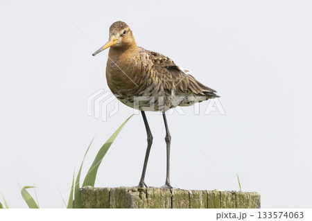 Black-tailed godwit stands gracefully on a post in Eempolder, Eemnes, Netherlands during a serene moment in nature 133574063