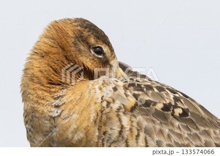 Black-tailed godwit rests peacefully in Eempolder nature reserve during the serene hours of the day 133574066