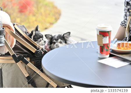 愛犬とお散歩　カフェのテラス席でティータイム　チワワ 133574139