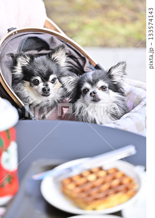 愛犬とお散歩 カフェのテラス席でティータイム チワワ 愛犬とお散歩 カフェのテラス席でティータイム チワワ 133574143