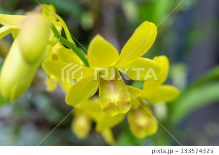 Beautiful Orchid flower blooming in garden floral background Beautiful Orchid flower blooming in garden floral background 133574325