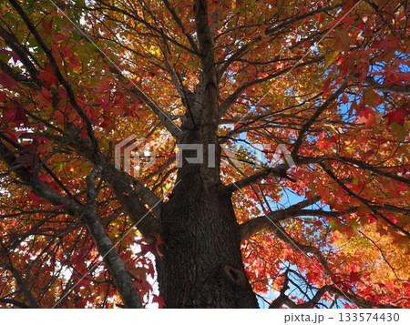 紅葉したモミジバフウ 紅葉したモミジバフウ 133574430