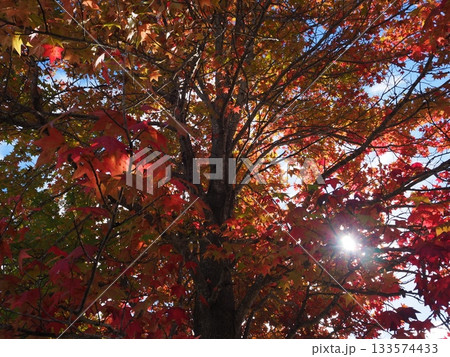 紅葉したモミジバフウ 133574433