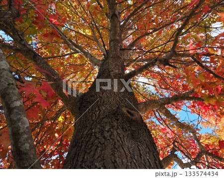 紅葉したモミジバフウ 133574434