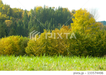 Lush Green Meadow Bordering an Autumn Forest Lush Green Meadow Bordering an Autumn Forest 133574496