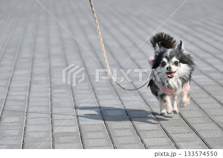 愛犬とお散歩　ロングコートチワワ 133574550