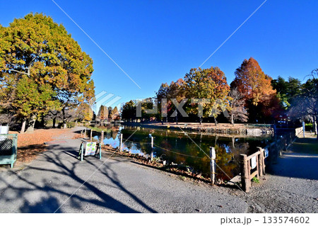 紅葉でカラフルに染まった上尾丸山公園 133574602