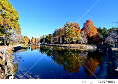 紅葉でカラフルに染まった上尾丸山公園 133574603