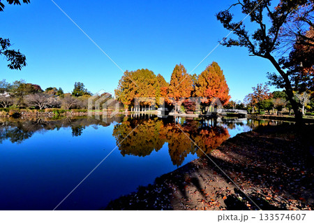 紅葉でカラフルに染まった上尾丸山公園 133574607