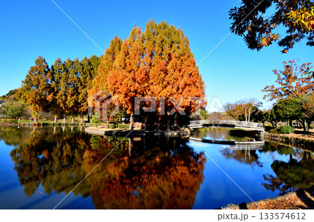 紅葉でカラフルに染まった上尾丸山公園 133574612