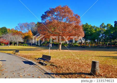 紅葉でカラフルに染まった上尾丸山公園 133574613