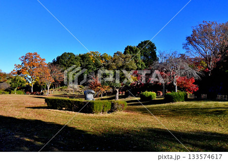 紅葉でカラフルに染まった上尾丸山公園 紅葉でカラフルに染まった上尾丸山公園 133574617