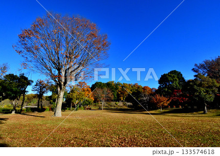 紅葉でカラフルに染まった上尾丸山公園 133574618