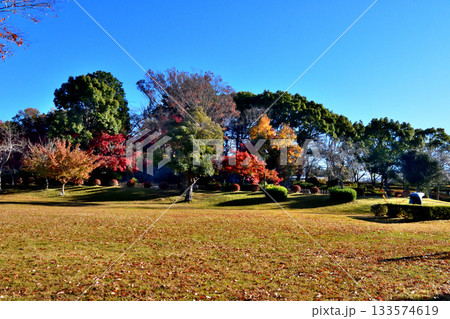 紅葉でカラフルに染まった上尾丸山公園 133574619
