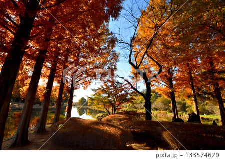 紅葉でカラフルに染まった上尾丸山公園 133574620