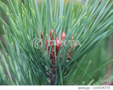 アカマツ（赤松）の芽と針葉のクローズアップ 133574775