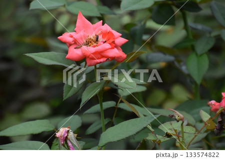 京都府立植物園 京都府立植物園 133574822