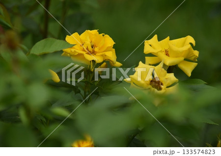 京都府立植物園 京都府立植物園 133574823
