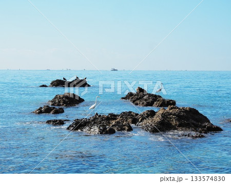 神奈川県　岩場に共生するサギとトンビ　10月 133574830