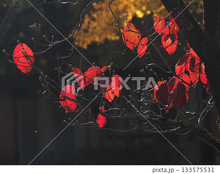 日差しを浴びたハナミズキの赤い葉っぱ(花芽をたくさんつけて紅葉した花水木) 日差しを浴びたハナミズキの赤い葉っぱ(花芽をたくさんつけて紅葉した花水木) 133575531