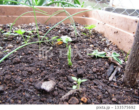 十一月初めに撒いたツタンカーメンノエンドウマメ芽を出した 133575692